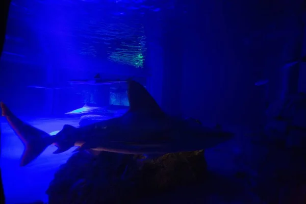 Okyanus Parkında Akvaryumda Yüzen Bir Köpekbalığı — Stok fotoğraf