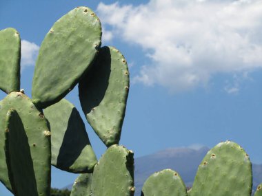 A closeup of Nopal or Optunia prickly pear cactus plant and Mount Etna in the distance in Belpasso, Sicily, Italy. clipart