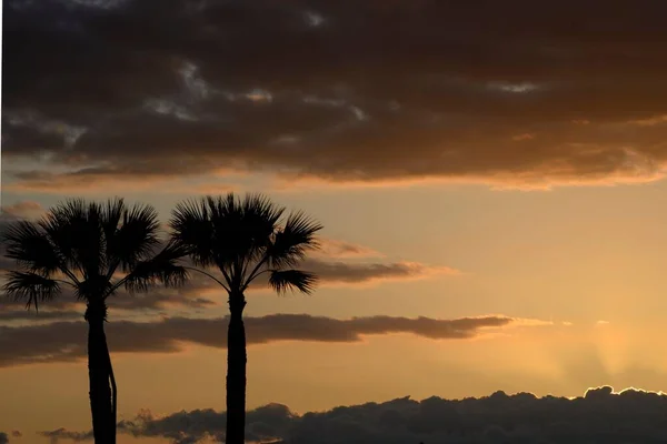 Silhouette Deux Grands Palmiers Coucher Soleil — Photo
