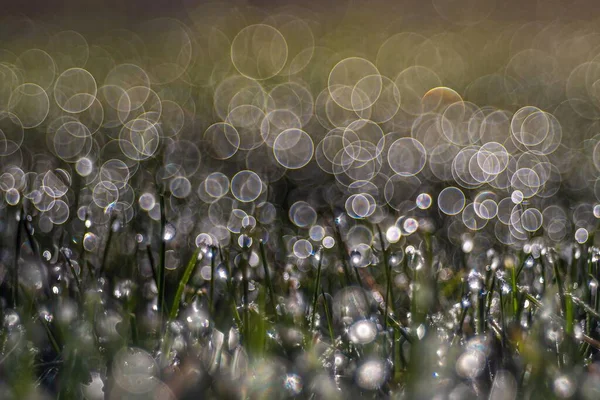 Eine Nahaufnahme Des Grases Auf Einem Feld Mit Verschwommenem Hintergrund — Stockfoto