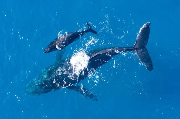 Humpback whales photographed from above with aerial drone off the coast of Kapalua, Hawaii. Mother whale and calf splash in the warm Pacific waters