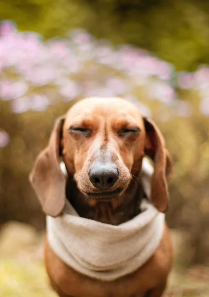 Cute Brown Dachshund Dog Beige Collar — Stock Photo, Image