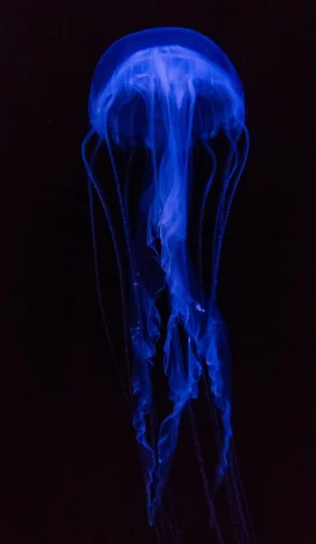 Vertikální Záběr Modré Medúzy Izolované Černém Pozadí — Stock fotografie