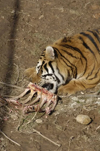 Cape Girardeau United States Dec 2008 Tiger Enclosed Sanctuary Feeding — Stock Photo, Image