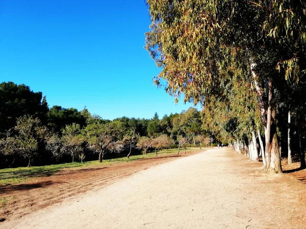 Prachtige Bomen Quinta Los Molinos Park Madrid Spanje — Stockfoto