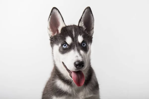 Chien Husky Chiot Noir Blanc Aux Yeux Bleus Bouche Ouverte — Photo