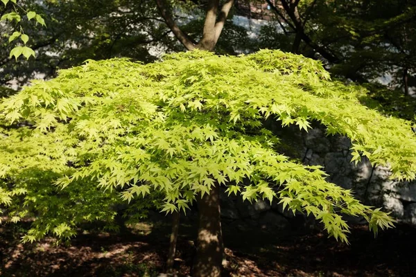 Zielony Klon Drzewo Polu Pod Sunlight Dziennym Czasie — Zdjęcie stockowe