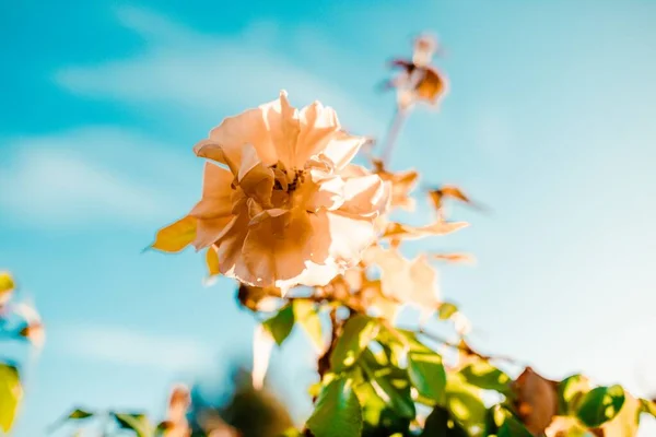 Gros Plan Une Étonnante Fleur Rose Blanche Sur Fond Bleu — Photo