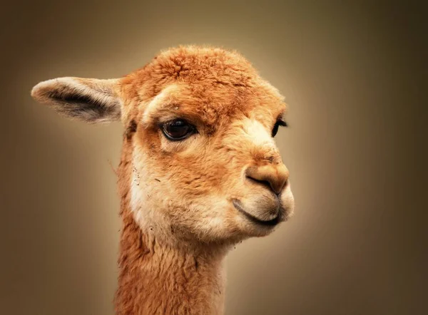 Eine Selektive Fokusaufnahme Eines Lama Gesichts — Stockfoto