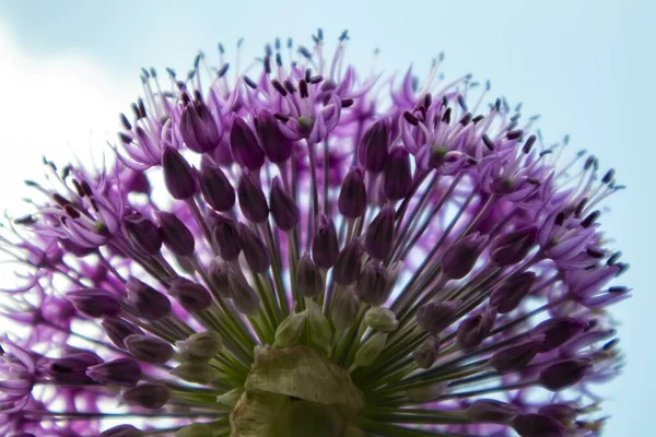 Açık Mavi Arkaplanda Mor Bir Allison Çiçeğinin Yakın Plan Çekimi — Stok fotoğraf
