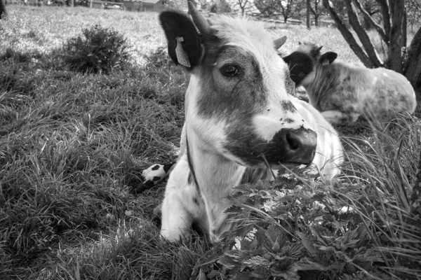 Šedivý Záběr Roztomilé Krávy Sedící Trávě — Stock fotografie