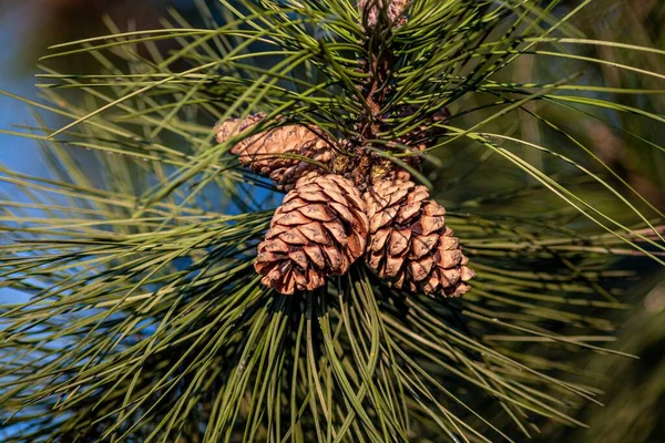 Eine Nahaufnahme Von Tannenzapfen Die Baum Hängen — Stockfoto