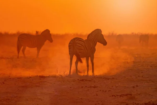 Piękne Ujęcie Grupy Zebr Spacerujących Środku Pustyni Podczas Zachodu Słońca — Zdjęcie stockowe