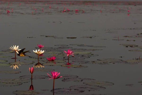 Red Lotus Lake Udon Thani Thailand — 스톡 사진
