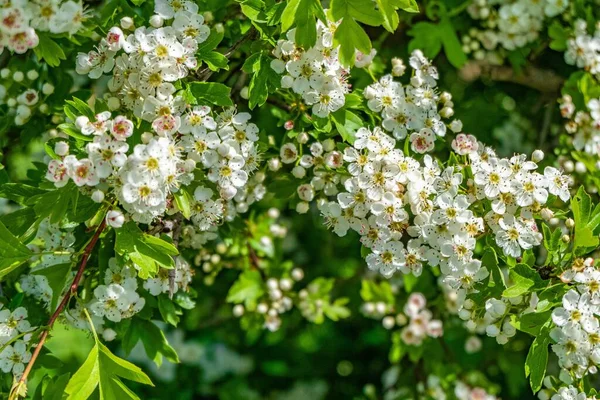 Gündüz Vakti Tarlada Beyaz Kiraz Çiçeklerinin Güzel Manzarası — Stok fotoğraf
