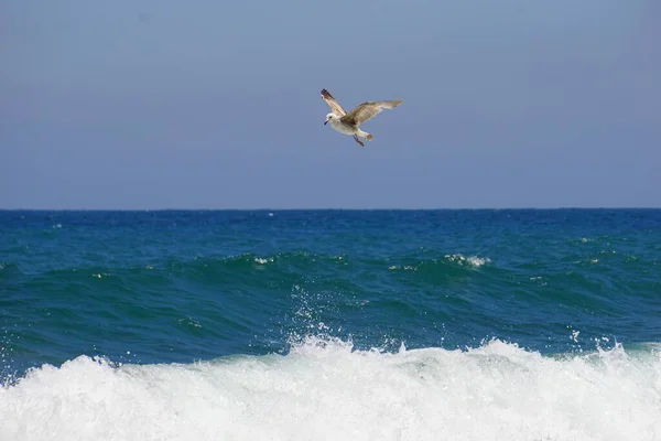 Eine Möwe Angelt Strand Spanien Über Wellen Blauen Wasser Einem — Stockfoto