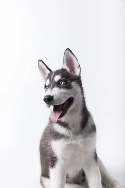 Husky Dog Cachorro Blanco Negro Con Ojos Azules Con Boca —  Fotos de Stock