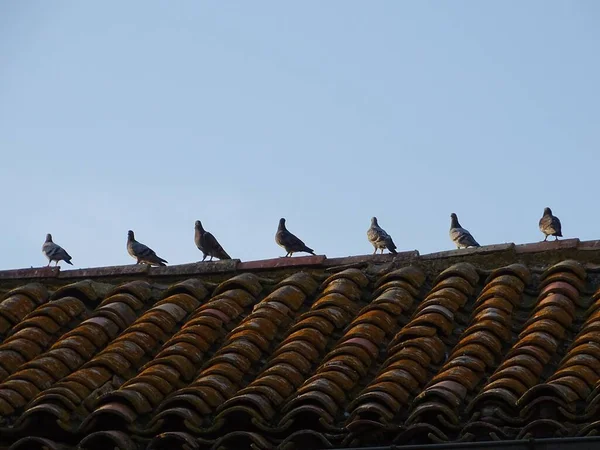 Low Angle Shot Seven Pigeons Sitting Roof Clear Blue Sky — Stock Photo, Image