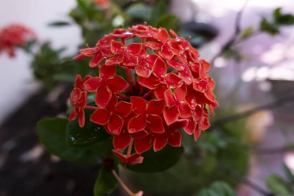 Una Messa Fuoco Selettiva Fiore Arancione Ortensia Giardino Catturato Una — Foto Stock