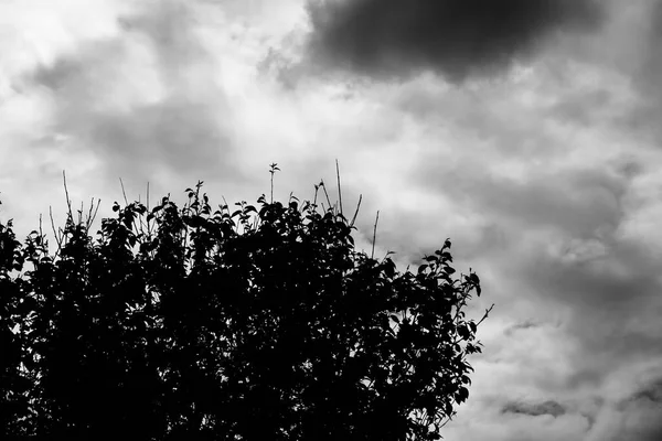 Een Grijswaarden Shot Van Loof Takken Van Boom Tegen Bewolkte — Stockfoto