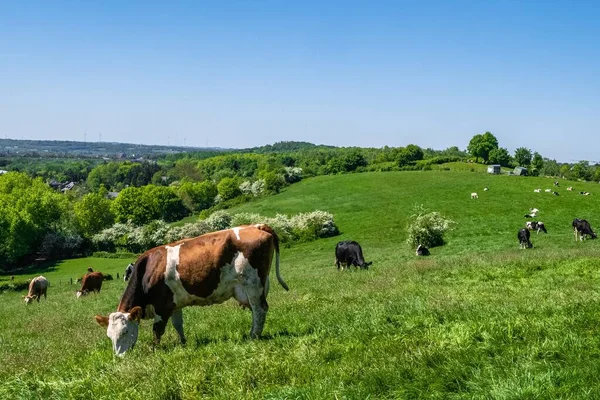 Uma Manada Vacas Pastando Pasto Durante Dia — Fotografia de Stock