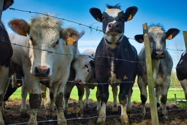 Tiro Ângulo Baixo Vacas Numeradas Atrás Arame Farpado — Fotografia de Stock