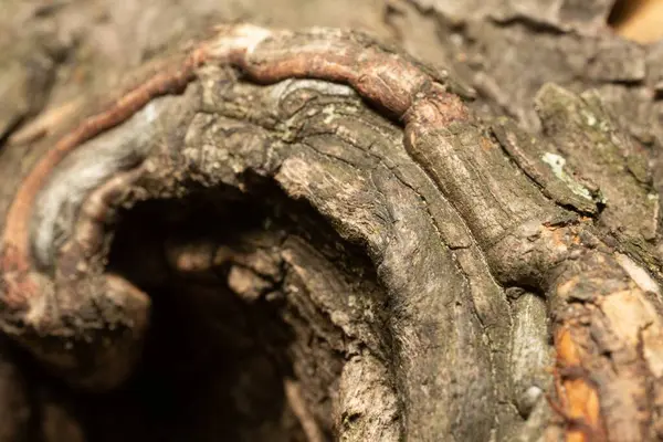 Extrémní Detailní Záběr Kmene Stromu Otvorem Detailní Drsnou Kůrou — Stock fotografie