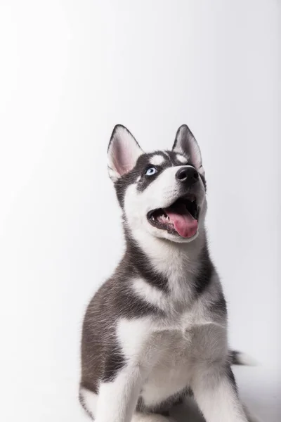 青い目の黒と白の子犬ハスキー犬口と舌を開いて白い背景のスタジオセッション — ストック写真