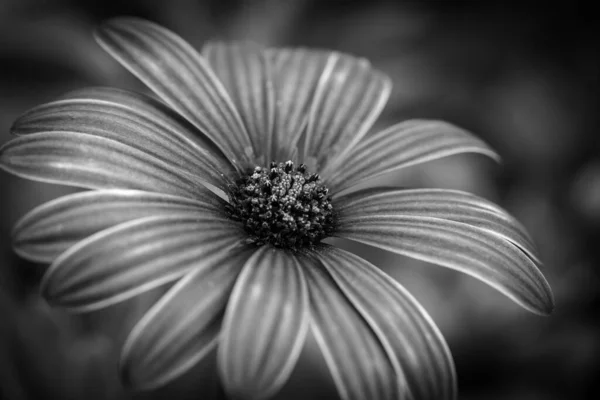 Ein Wunderschönes Graustufen Makrobild Einer Kapmargerite Einem Garten — Stockfoto