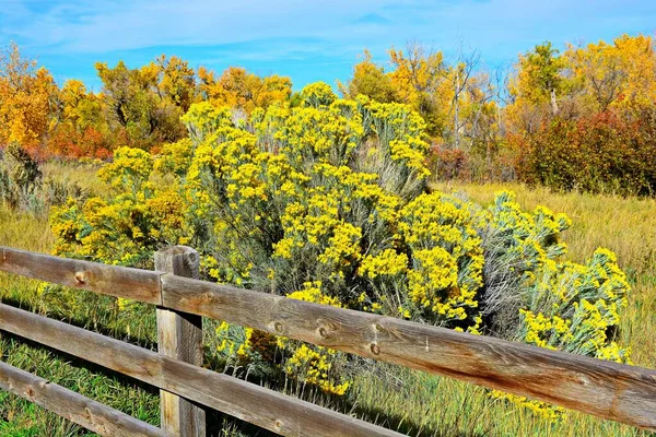 Renkli Sonbahar Yaprakları Olan Bir Sürü Ağacın Olduğu Bir Yerde — Stok fotoğraf