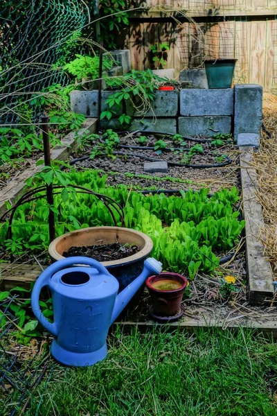 A vertical shot of Lettuce plants growing in a small garden plot