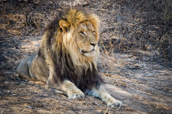 Ένα Κοντινό Πλάνο Ενός Ισχυρού Λιονταριού Που Κείτεται Στο Έδαφος — Φωτογραφία Αρχείου