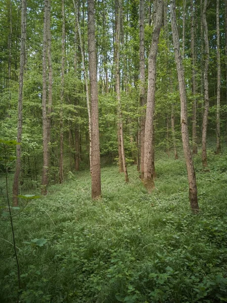 Вертикальный Снимок Леса Покрытого Травой Высокими Деревьями Пойманными Солнечный День — стоковое фото