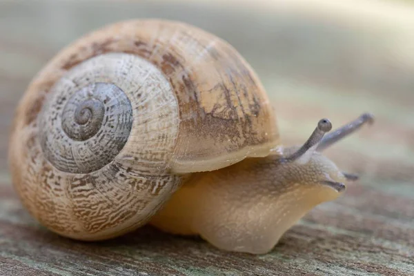 Gros Plan Escargot Rampant Sur Une Surface Capturée Par Une — Photo