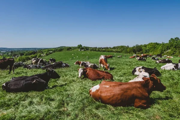 昼間に牧草地で放牧される牛の群れ — ストック写真