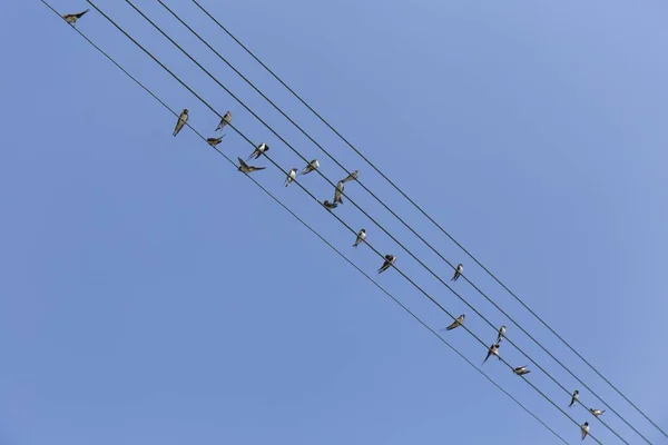Група Дрібних Птахів Електричних Дротах Листова Музика — стокове фото