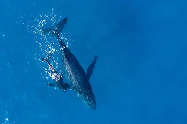 Rorquals Bosse Photographiés Haut Avec Drone Aérien Large Des Côtes — Photo