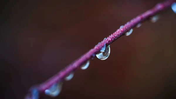 水滴茎上的水滴特写镜头 — 图库照片