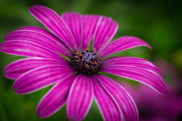 Una Hermosa Imagen Macro Una Margarita Del Cabo Púrpura Jardín — Foto de Stock