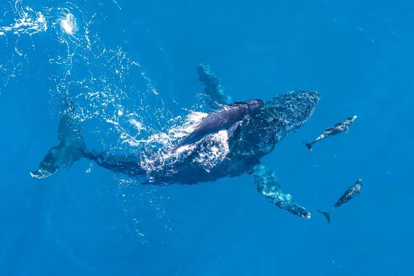 Humpback whales photographed from above with aerial drone off the coast of Kapalua, Hawaii. Mother whale and calf splash in the warm Pacific waters