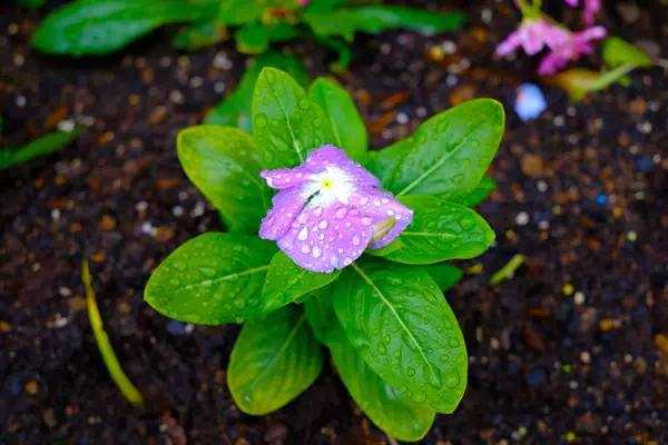 Eine Nahaufnahme Einer Schönen Violetten Viola Blume Mit Grünen Blättern — Stockfoto