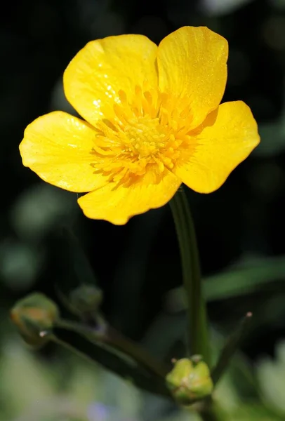 Tiro Vertical Uma Flor Amarela Jardim Capturado Perto Cidade Rijssen — Fotografia de Stock