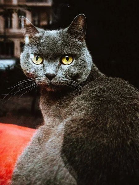 Närbild Vertikal Skott Grå Katt Med Gröna Ögon — Stockfoto