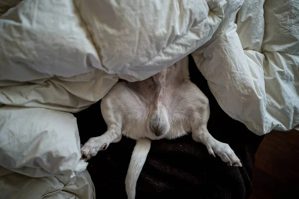 White Dog Sleeping Quilt — Stock Photo, Image