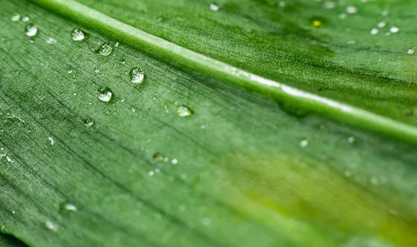 Приголомшливий Макрозйомка Крапель Зеленому Листі Прекрасна Свіжа Текстура Природи Ідеально — стокове фото