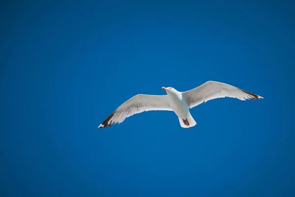 Hermoso Guante Blanco Volando Sobre Fondo Azul — Foto de Stock