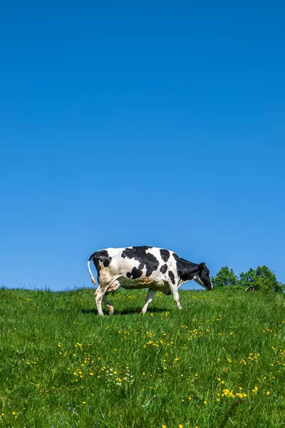 Eine Schwarz Weiße Kuh Weidet Tagsüber Auf Der Weide — Stockfoto