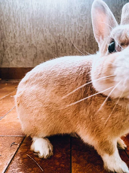 Closeup Vertical Shot Cute Rabbit Standing Floor — Stock Photo, Image