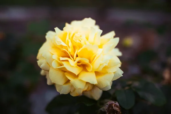 Primer Plano Una Flor Rosa Amarilla Increíble — Foto de Stock