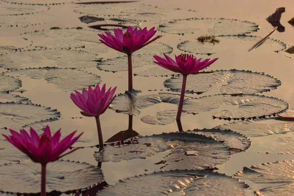 Pink Water Lillie Red Lotus Lake Udon Thani Tailândia — Fotografia de Stock